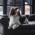 14 elegantes sofás para perros que combinan con tu interior